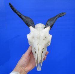 Indian Goat Skull with 5-1/2 and 6 inches Polished Horns for $79.99