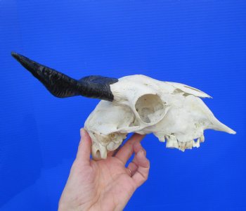 Indian Goat Skull with 5-1/2 and 6 inches Polished Horns for $79.99