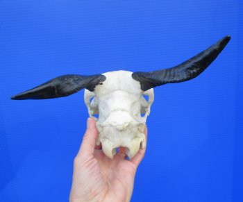 Indian Goat Skull with 5-1/2 and 6 inches Polished Horns for $79.99