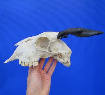 Indian Goat Skull with 5-1/2 and 6 inches Polished Horns for $79.99