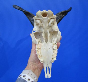 Indian Goat Skull with 5-1/2 and 6 inches Polished Horns for $79.99