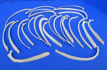 25 Wild Hog Rib Bones and Wild Boar Rib Bones 9-1/2 to 13 inches for $1.00 each