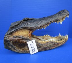 18 inches Alligator Head for Sale <font color=red> Extra Large</font> for $149.99