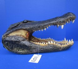 18-1/2 inches Taxidermy Alligator Head for Sale <font color=red> Extra Large</font> for $149.99
