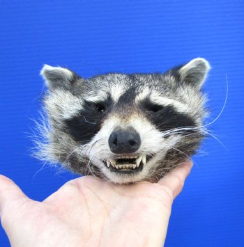 6 inches Preserved North American Raccoon Head for $49.99