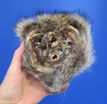 6 inches Preserved North American Raccoon Head for $49.99