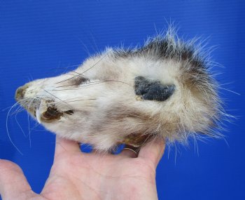 6 inches North American Opossum Head for $49.99