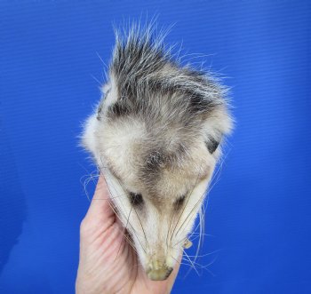 6 inches North American Opossum Head for $49.99