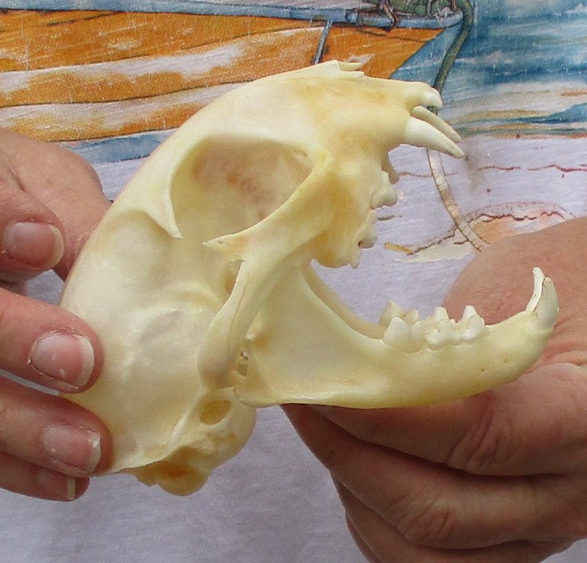 43/4 inches long North American Bobcat Skull for Sale
