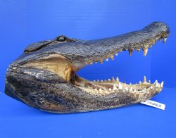 20-1/2 inches Taxidermy Alligator Head <font color=red> Massive Size</font> for $224.99