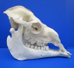 17-1/2 inches Camel Skull with Lower Jaw, Craft Grade Quality, for $109.99