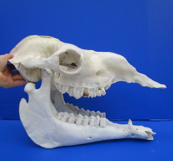 17-1/2 inches Camel Skull with Lower Jaw, Craft Grade Quality, for $109.99