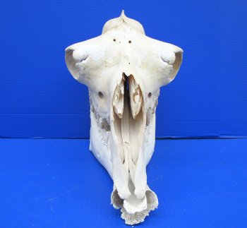 17-1/2 inches Camel Skull with Lower Jaw, Craft Grade Quality, for $109.99