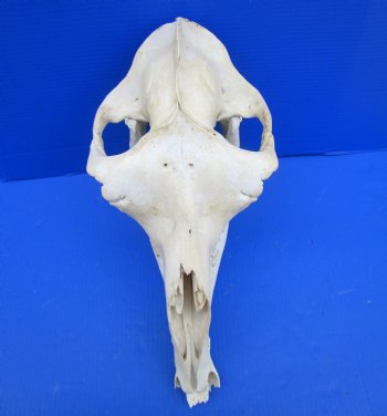 17-1/2 inches Camel Skull with Lower Jaw, Craft Grade Quality, for $109.99