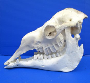 17-1/2 inches Camel Skull with Lower Jaw, Craft Grade Quality, for $109.99