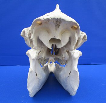 17-1/2 inches Camel Skull with Lower Jaw, Craft Grade Quality, for $109.99