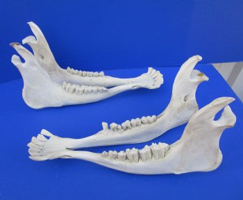 Two Water Buffalo Lower Jaw Bones, Buffalo Mandible 18-1/2 and 19-3/4 inches long for $35.00 each