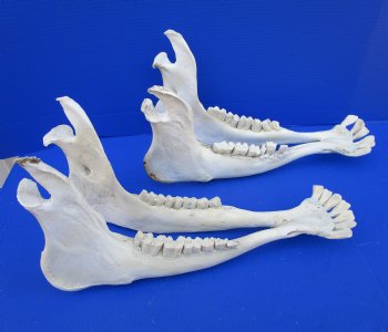 Two Water Buffalo Lower Jaw Bones, Buffalo Mandible 18-1/2 and 19-3/4 inches long for $35.00 each