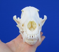7-1/2 inches Coyote Skull, Beetle Cleaned <font color=red> Grade A </font> for $49.99 
