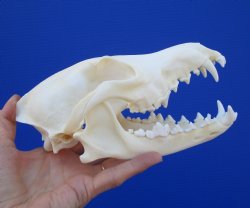 7-3/4 inches Authentic Coyote Skull, Beetle Cleaned <font color=red> Grade A </font> for $49.99 