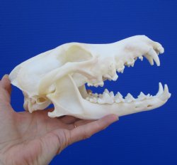 8 inches Large Coyote Skull, Beetle Cleaned <font color=red> Grade A </font> for $49.99 