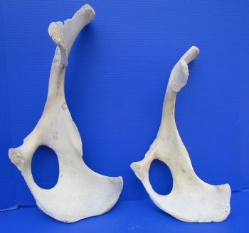 Two Water Buffalo Hip Bone Halves 16-3/4 and 19-3/4 inches for $20.00 each