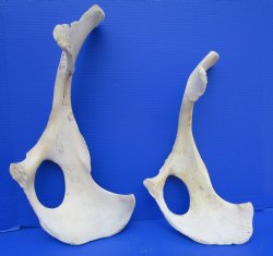 Two Water Buffalo Hip Bone Halves 16-3/4 and 19-3/4 inches for $20.00 each