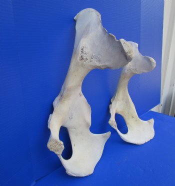 Two Water Buffalo Hip Bone Halves 16-3/4 and 19-3/4 inches for $20.00 each