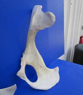 Two Water Buffalo Hip Bone Halves 16-3/4 and 19-3/4 inches for $20.00 each