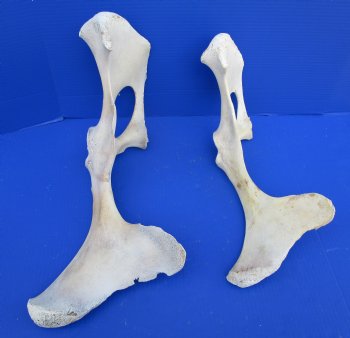 Two Water Buffalo Hip Bone Halves 16-3/4 and 19-3/4 inches for $20.00 each