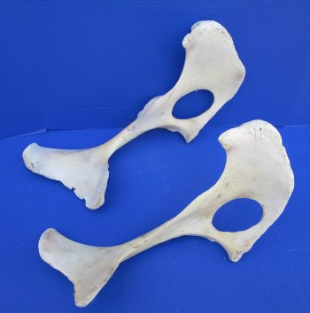 Two Water Buffalo Hip Bone Halves 16-3/4 and 19-3/4 inches for $20.00 each