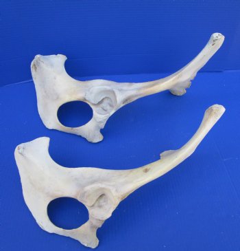 Two Water Buffalo Hip Bone Halves 16-3/4 and 19-3/4 inches for $20.00 each