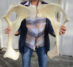 Two Water Buffalo Hip Bone Halves 20 and 20-1/4 inches (NOT A PAIR) for $20.00 each