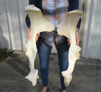 Two Water Buffalo Hip Bone Halves 20 and 20-1/4 inches (NOT A PAIR) for $20.00 each