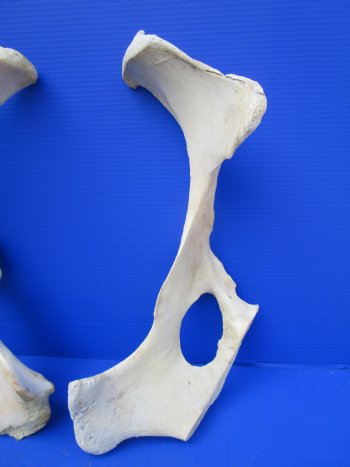 Two Water Buffalo Hip Bone Halves 20 and 20-1/4 inches (NOT A PAIR) for $20.00 each