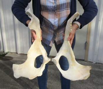 Two Water Buffalo Hip Bone Halves 20 and 20-1/4 inches (NOT A PAIR) for $20.00 each