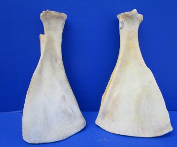 Two Water Buffalo Shoulder Blade Bones, Buffalo Scapula Bones 14-1/2 inches for $15 each