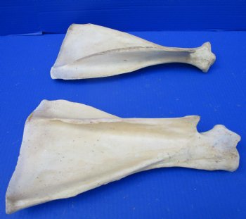 Two Water Buffalo Shoulder Blade Bones, Buffalo Scapula Bones 14-1/2 inches for $15 each