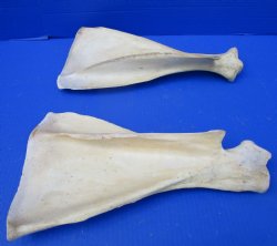 Two Water Buffalo Shoulder Blade Bones, Buffalo Scapula Bones 14-1/2 inches for $15 each