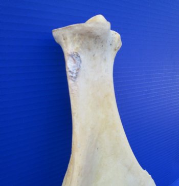 Two Water Buffalo Shoulder Blade Bones, Buffalo Scapula Bones 14-1/2 inches for $15 each