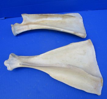 Two Water Buffalo Shoulder Blade Bones, Buffalo Scapula Bones 14-1/2 inches for $15 each