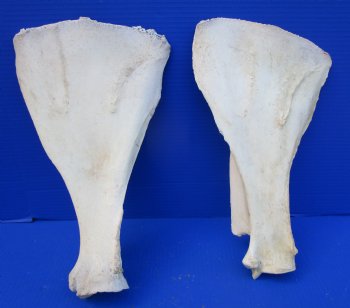 Two Water Buffalo Shoulder Blade Bones, Scapula Bones 14-3/4 and 14-1/2 inches for $15 each