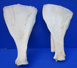 Two Water Buffalo Shoulder Blade Bones, Scapula Bones 14-3/4 and 14-1/2 inches for $15 each