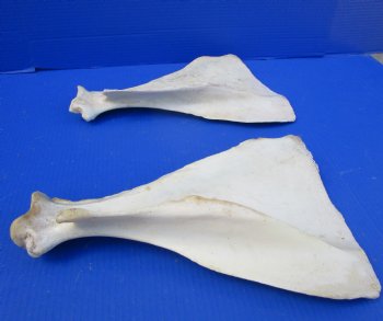 Two Water Buffalo Shoulder Blade Bones, Scapula Bones 14-3/4 and 14-1/2 inches for $15 each