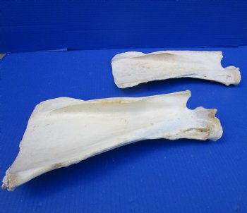 Two Water Buffalo Shoulder Blade Bones, Scapula Bones 14-3/4 and 14-1/2 inches for $15 each