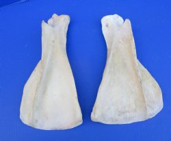 Two Water Buffalo Shoulder Blade Bones, Scapula Bones 14 and 13-1/2 inches for $15 each