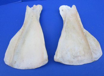 Two Water Buffalo Shoulder Blade Bones, Scapula Bones 14 and 13-1/2 inches for $15 each