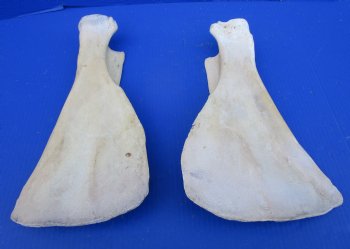 Two Water Buffalo Shoulder Blade Bones, Scapula Bones 14 and 13-1/2 inches for $15 each