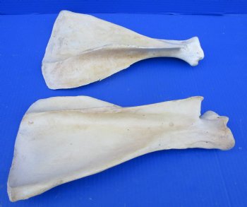 Two Water Buffalo Shoulder Blade Bones, Scapula Bones 14 and 13-1/2 inches for $15 each