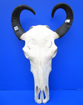 Real Water Buffalo Skull with 16-1/2 and 18 inches Horns, Grade B $89.99